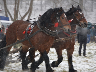 V Zawody Furmanów - Zima 2015 - zdjęcie60