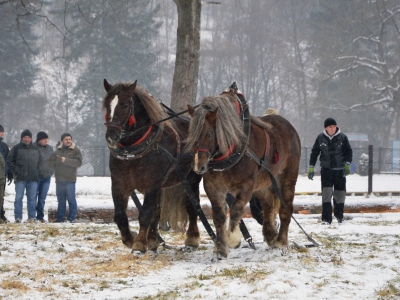 V Zawody Furmanów - Zima 2015 - zdjęcie18