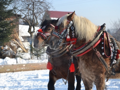 Wyniki i fotorelacja z III Zawodów Furmanów - zdjęcie16