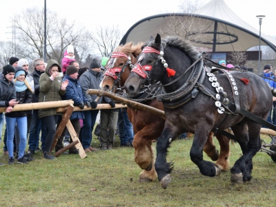 VIII Zawody Furmanów - zdjęcie33