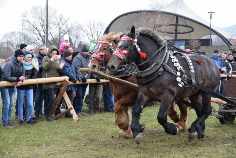 Zawody Furmanów w mediach