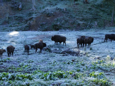 Bieszczady ach Bieszczady… - zdjęcie19