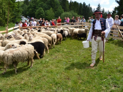 Mieszanie Owiec w Cięcinie Górnej - zdjęcie8