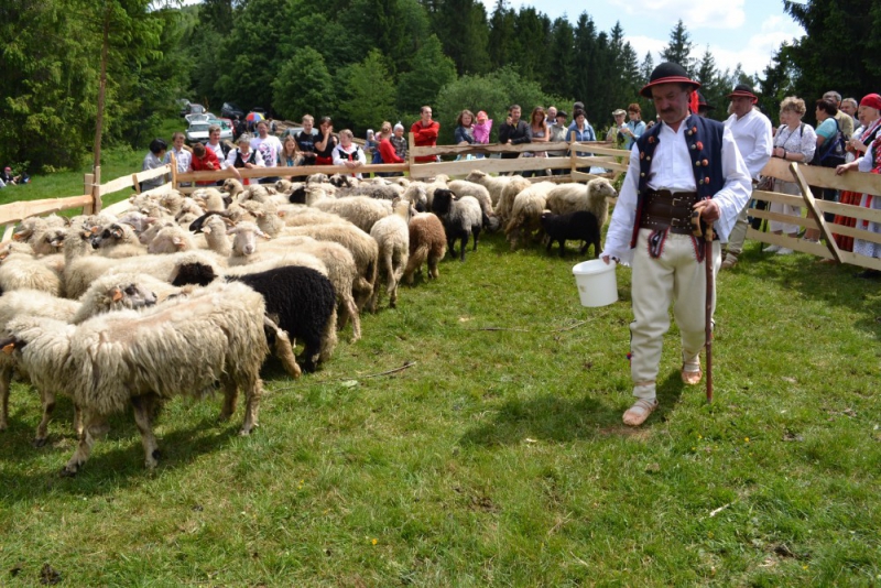 Mieszanie Owiec w Cięcinie Górnej