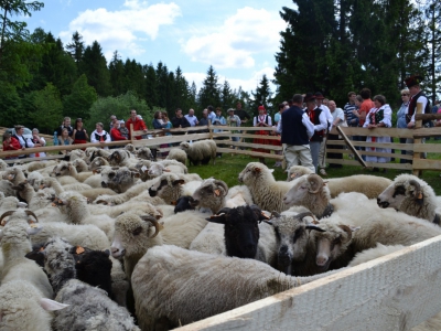 Mieszanie Owiec w Cięcinie Górnej - zdjęcie7