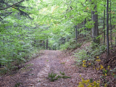 Cross Beskidzki - zdjęcie33