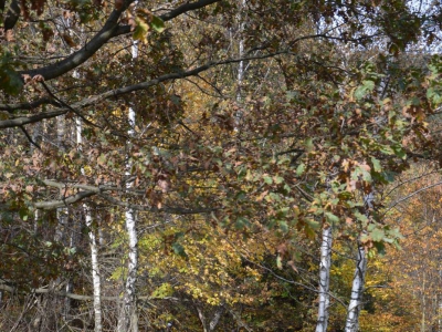 Cross Beskidzki - zdjęcie84