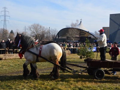 Jubileuszowe Zawody Furmanów za nami! - zdjęcie286