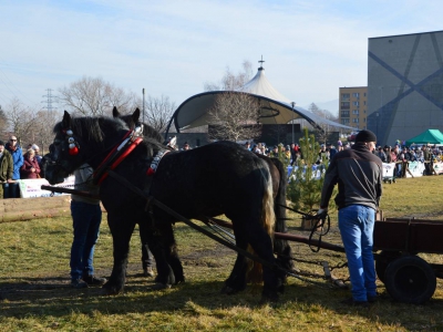 Jubileuszowe Zawody Furmanów za nami! - zdjęcie275