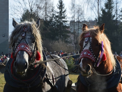 Jubileuszowe Zawody Furmanów za nami! - zdjęcie265