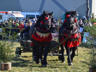 Jubileuszowe Zawody Furmanów za nami! - zdjęcie246