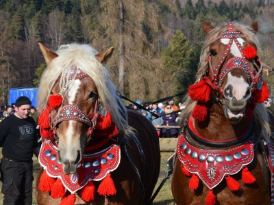 Jubileuszowe Zawody Furmanów za nami! - zdjęcie227