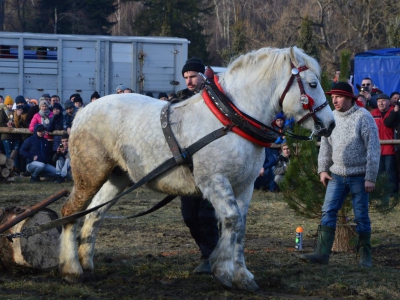 Jubileuszowe Zawody Furmanów za nami! - zdjęcie192