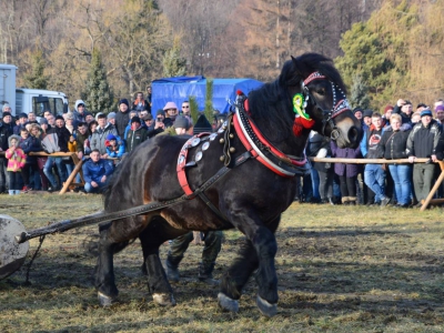 Jubileuszowe Zawody Furmanów za nami! - zdjęcie187