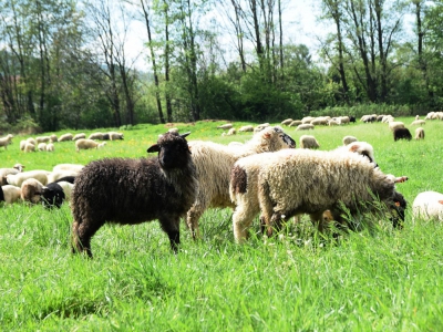 Kto ma owce, ten ma, co chce! - czyli redyk w gminie Węgierska Górka. - zdjęcie46