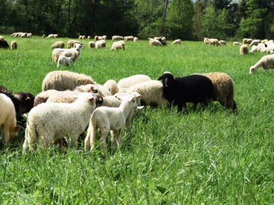 Kto ma owce, ten ma, co chce! - czyli redyk w gminie Węgierska Górka. - zdjęcie40
