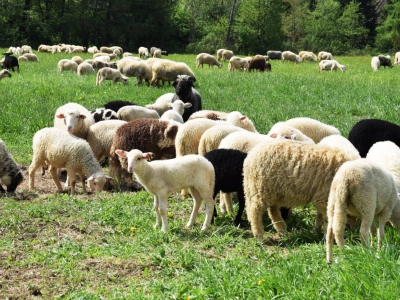 Kto ma owce, ten ma, co chce! - czyli redyk w gminie Węgierska Górka. - zdjęcie45