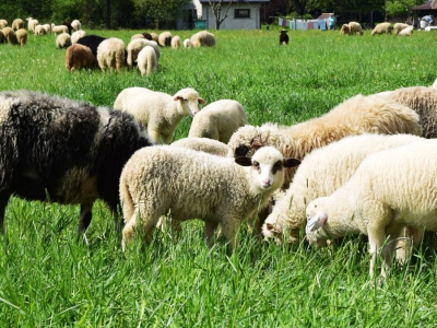 Kto ma owce, ten ma, co chce! - czyli redyk w gminie Węgierska Górka. - zdjęcie41