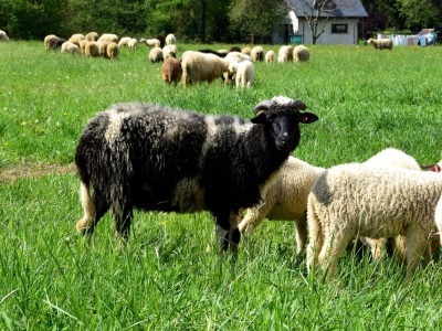 Kto ma owce, ten ma, co chce! - czyli redyk w gminie Węgierska Górka. - zdjęcie48