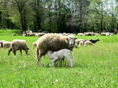 Kto ma owce, ten ma, co chce! - czyli redyk w gminie Węgierska Górka. - zdjęcie47