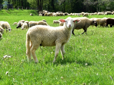 Kto ma owce, ten ma, co chce! - czyli redyk w gminie Węgierska Górka. - zdjęcie44