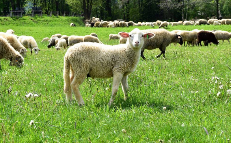 Kto ma owce, ten ma, co chce! - czyli redyk w gminie Węgierska Górka.