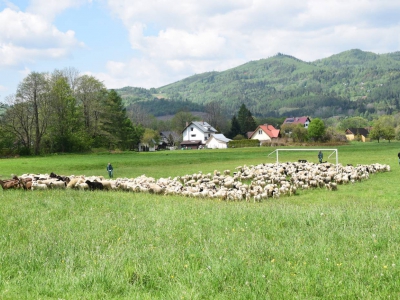 Kto ma owce, ten ma, co chce! - czyli redyk w gminie Węgierska Górka. - zdjęcie31