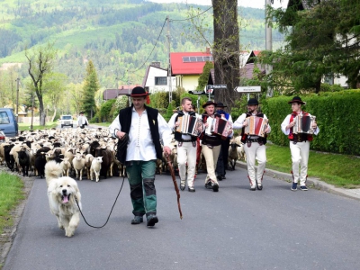 Kto ma owce, ten ma, co chce! - czyli redyk w gminie Węgierska Górka. - zdjęcie42