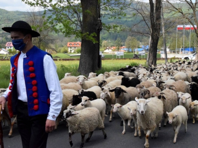 Kto ma owce, ten ma, co chce! - czyli redyk w gminie Węgierska Górka. - zdjęcie39