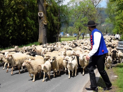 Kto ma owce, ten ma, co chce! - czyli redyk w gminie Węgierska Górka. - zdjęcie35