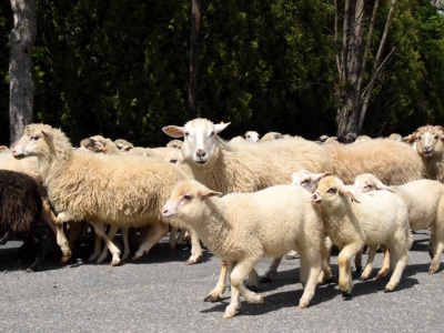 Kto ma owce, ten ma, co chce! - czyli redyk w gminie Węgierska Górka. - zdjęcie37