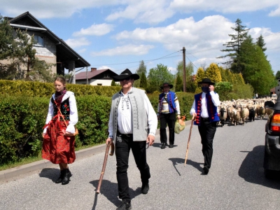 Kto ma owce, ten ma, co chce! - czyli redyk w gminie Węgierska Górka. - zdjęcie38
