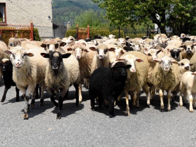Kto ma owce, ten ma, co chce! - czyli redyk w gminie Węgierska Górka. - zdjęcie33