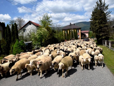 Kto ma owce, ten ma, co chce! - czyli redyk w gminie Węgierska Górka. - zdjęcie27