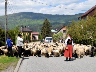 Kto ma owce, ten ma, co chce! - czyli redyk w gminie Węgierska Górka. - zdjęcie19