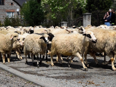 Kto ma owce, ten ma, co chce! - czyli redyk w gminie Węgierska Górka. - zdjęcie34