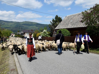Kto ma owce, ten ma, co chce! - czyli redyk w gminie Węgierska Górka. - zdjęcie30