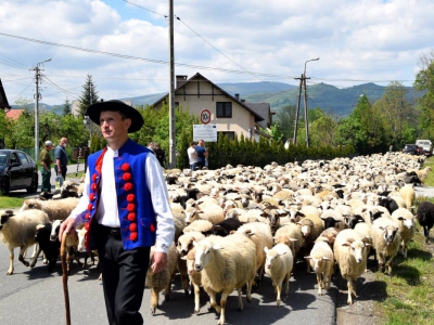 Kto ma owce, ten ma, co chce! - czyli redyk w gminie Węgierska Górka. - zdjęcie25