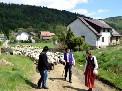 Kto ma owce, ten ma, co chce! - czyli redyk w gminie Węgierska Górka. - zdjęcie24
