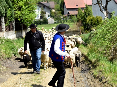 Kto ma owce, ten ma, co chce! - czyli redyk w gminie Węgierska Górka. - zdjęcie20