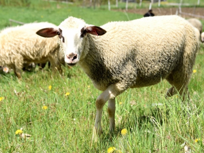 Kto ma owce, ten ma, co chce! - czyli redyk w gminie Węgierska Górka. - zdjęcie22