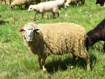 Kto ma owce, ten ma, co chce! - czyli redyk w gminie Węgierska Górka. - zdjęcie21