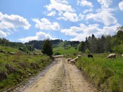 Kto ma owce, ten ma, co chce! - czyli redyk w gminie Węgierska Górka. - zdjęcie4