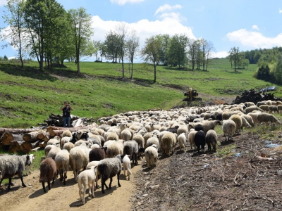 Kto ma owce, ten ma, co chce! - czyli redyk w gminie Węgierska Górka. - zdjęcie1