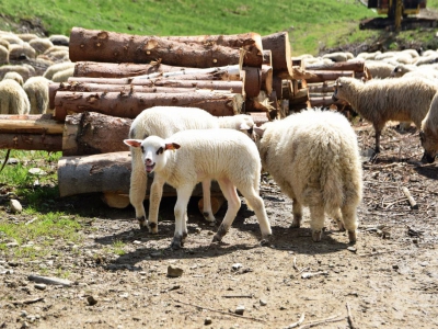 Kto ma owce, ten ma, co chce! - czyli redyk w gminie Węgierska Górka. - zdjęcie18