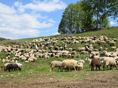 Kto ma owce, ten ma, co chce! - czyli redyk w gminie Węgierska Górka. - zdjęcie2