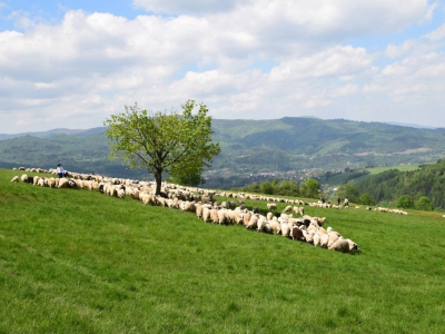Kto ma owce, ten ma, co chce! - czyli redyk w gminie Węgierska Górka. - zdjęcie3