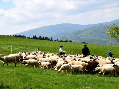 Kto ma owce, ten ma, co chce! - czyli redyk w gminie Węgierska Górka. - zdjęcie8