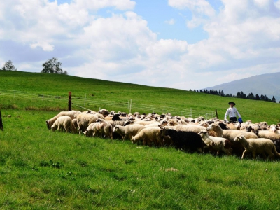 Kto ma owce, ten ma, co chce! - czyli redyk w gminie Węgierska Górka. - zdjęcie15