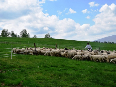 Kto ma owce, ten ma, co chce! - czyli redyk w gminie Węgierska Górka. - zdjęcie12